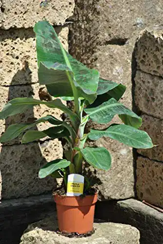 Bananenpflanze botanicly, Fruchtbanane, Musa Dwarf, ca.80cm