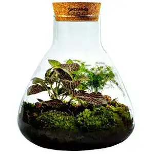 Flaschengarten GROWING CONCEPTS BE DIFFERENT, mit Kork