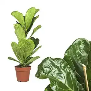 Geigenfeige Interflowers GmbH 1x Echter Ficus Lyrata groß