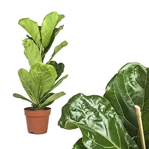 Geigenfeige Interflowers GmbH 1x Echter Ficus Lyrata groß