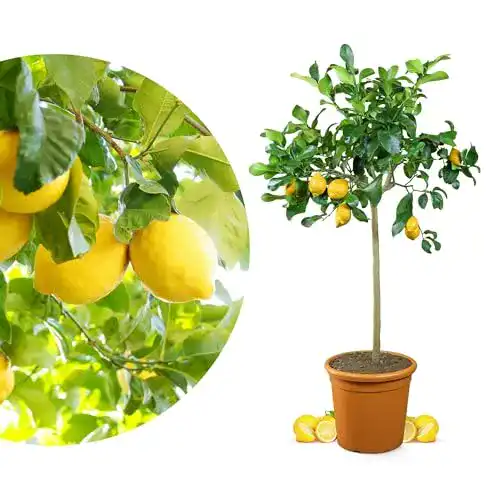 Die beste Zitronenbaum Meine Orangerie Grande, echter Citrusbaum 2026 Test Bestseller Zitronenbaum Meine Orangerie Grande, echter Citrusbaum