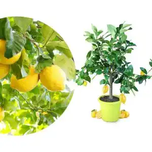 Zitronenbaum Meine Orangerie Piccolo, echte Zitruspflanze