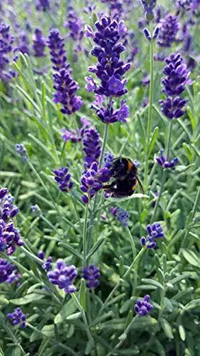 Lavendel-Pflanze unsere-gaertnerei-mueller Lavendel 12 Stück