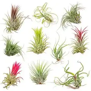 Tillandsien Bloomique Luftpflanzen ‘Tillandsia’ Set mit 10 Stück