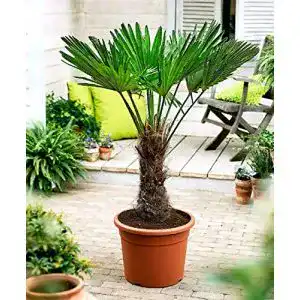 Hanfpalme CSL sunrise GmbH Seltene Trachycarpus Wagnerianus