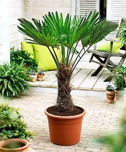 Hanfpalme CSL sunrise GmbH Seltene Trachycarpus Wagnerianus
