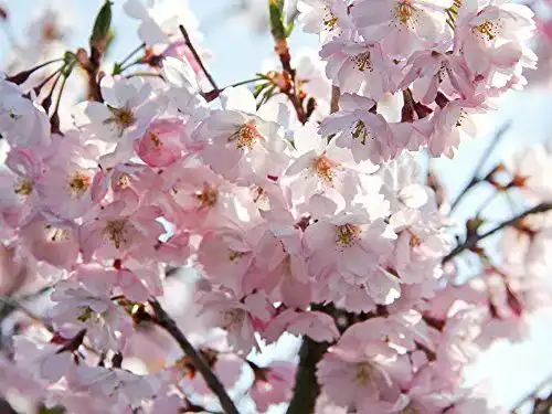 Die beste Japanische Nelkenkirsche Garten von Ehren 'Kanzan' 60-100 cm 2026 Test Bestseller Japanische Nelkenkirsche Garten von Ehren ‘Kanzan’ 60-100 cm