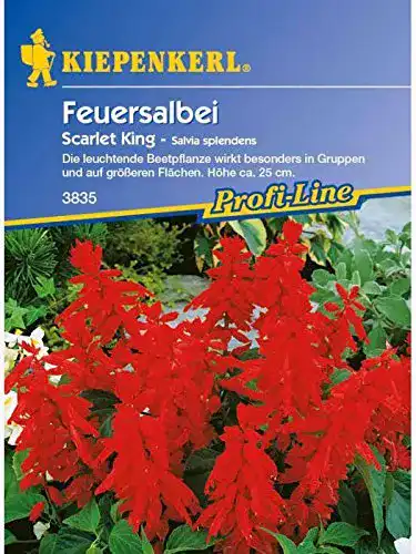 Feuersalbei Kiepenkerl – Blumen-Saatgut, Scarlet King rot