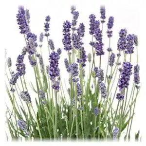 Lavendel-Pflanze Blumen Senf 6 Pflanzen Lavandula angustifolia
