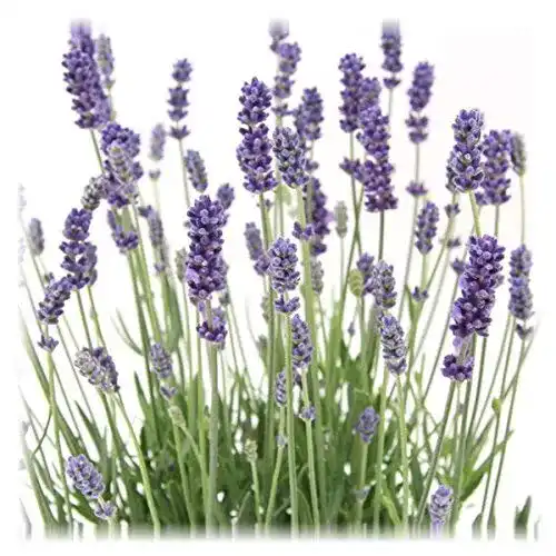 Lavendel-Pflanze Blumen Senf 6 Pflanzen Lavandula angustifolia