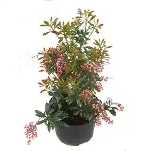 Lavendelheide Harro’s Pflanzenwelt Pieris japonica ”Polar Passion”