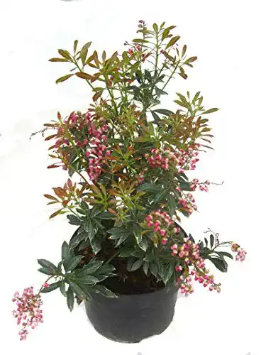 Lavendelheide Harro’s Pflanzenwelt Pieris japonica ”Polar Passion”