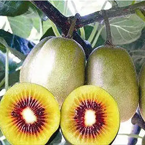 Kiwi-Samen BSptyy 100pcs Kiwi Obst Samen, Gelb
