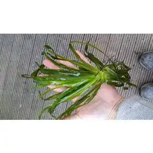 Krebsschere Mühlan Wasserpflanzen 15 für den Gartenteich
