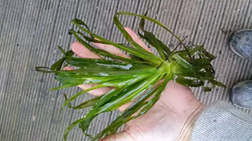 Krebsschere Mühlan Wasserpflanzen 5 für den Gartenteich