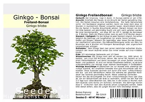 Ginkgo-Samen Seedeo ® Ginkgo Freilandbonsai, 6 Samen