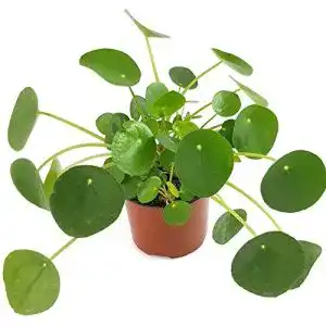 Ufopflanze Fangblatt Pilea peperomioides