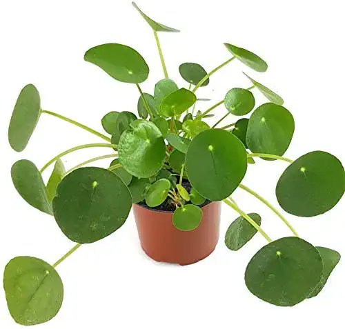 Ufopflanze Fangblatt Pilea peperomioides