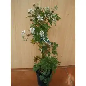 Brombeerstrauch Plantenwelt dornlose Brombeere Rubus