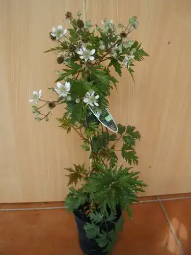Brombeerstrauch Plantenwelt dornlose Brombeere Rubus