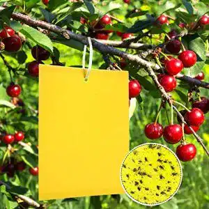 Gelbtafeln Panngu 50 Stück Klebrige Insektenfallen, Premium