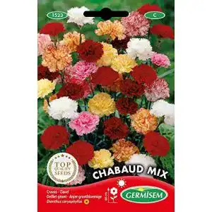 Nelken-Samen Germisem Gartennelken EC1523 mehrfarbig