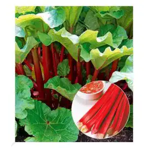 Rhabarber-Pflanze BALDUR Garten Rhabarber Pflanze Livingstone