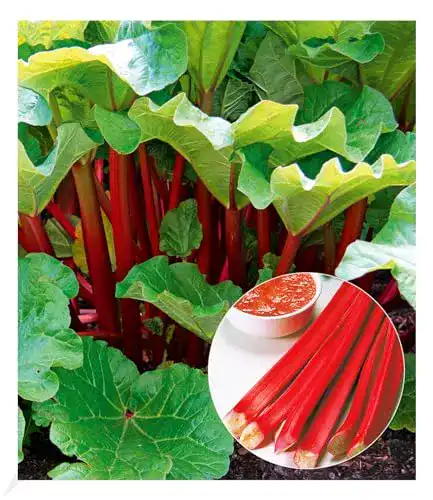 Rhabarber-Pflanze BALDUR Garten Rhabarber Pflanze Livingstone