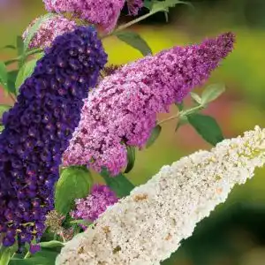 Sommerflieder Garten Schlüter Drei-Farben- ‘Tricolor’ Buddleja