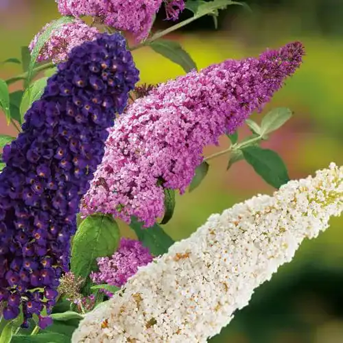 Schmetterlingsstrauch Garten Schlüter Drei-Farben-Sommerflieder