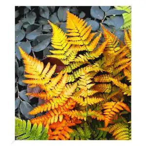 Farn winterhart BALDUR Garten Winterharter Schmuck-Farn