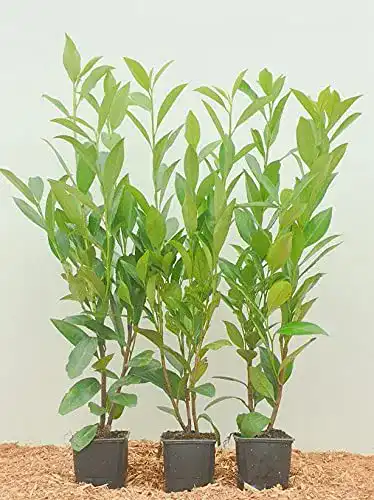 Kirschlorbeer PlantaPro Prunus lauroc. ‘Novita’ 20-40cm, 5 Stück
