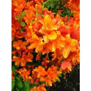 Rhododendron (orange) PlantaPro bronzegelb blühend