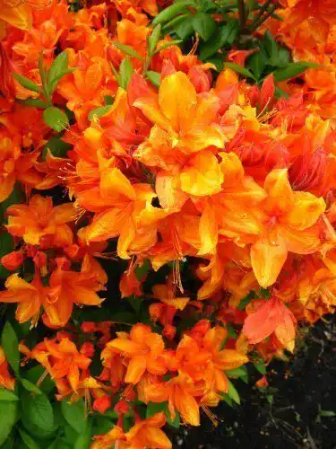 Rhododendron (orange) PlantaPro bronzegelb blühend