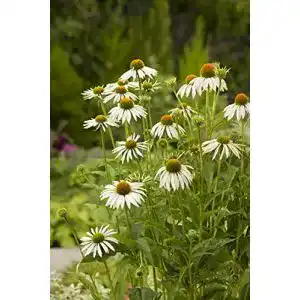 Echinacea-Pflanze Garten Schlüter Prärie-Sonnenhut White Swan