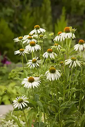 Echinacea-Pflanze Garten Schlüter Prärie-Sonnenhut White Swan