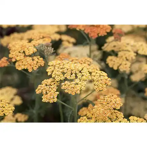Schafgarbe-Pflanze Bamberger Staudengarten Strobler Achillea