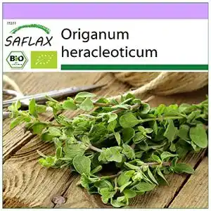 Oregano-Samen Saflax, BIO, Oregano, 1500 Samen