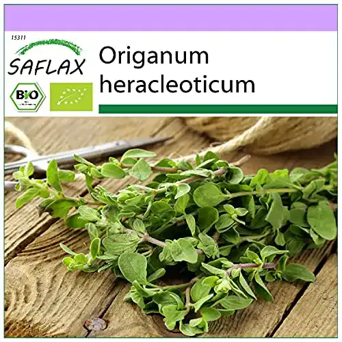 Oregano-Samen Saflax, BIO, Oregano, 1500 Samen