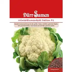 Blumenkohl-Samen Dürr-Samen Dürr Samen 0067 Dalton F1