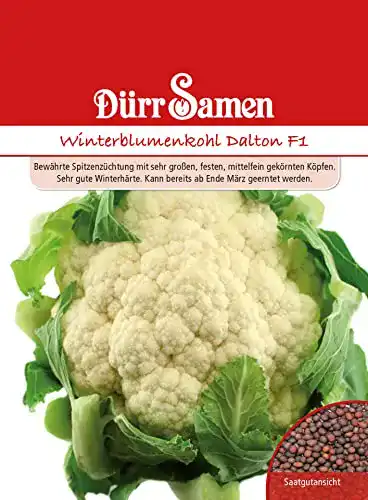 Blumenkohl-Samen Dürr-Samen Dürr Samen 0067 Dalton F1