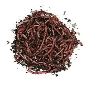 Angelwürmer Natursache Dendrobena-Würmer lebend, 100 Stk./Box
