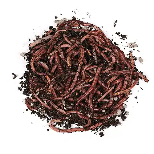 Angelwürmer Natursache Dendrobena-Würmer lebend, 100 Stk./Box