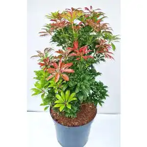 Lavendelheide PlantaPro, Pieris japonica Mountain Fire 30-40 cm