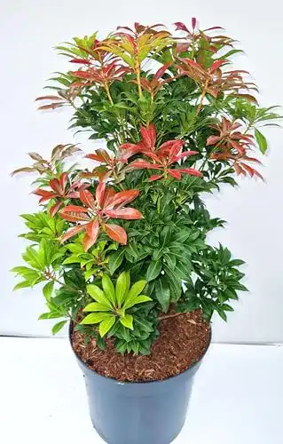 Lavendelheide PlantaPro, Pieris japonica Mountain Fire 30-40 cm