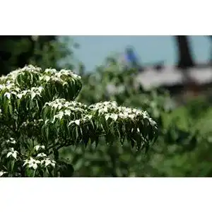 Blumen-Hartriegel Baumschule Gold chinesischer Cornus kousa