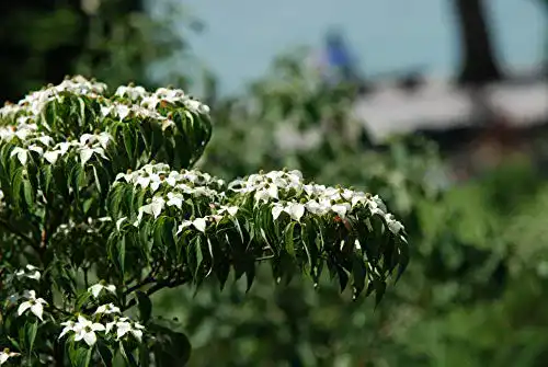 Die beste Blumen-Hartriegel Baumschule Gold chinesischer Cornus kousa 2026 Test Bestseller Blumen-Hartriegel Baumschule Gold chinesischer Cornus kousa
