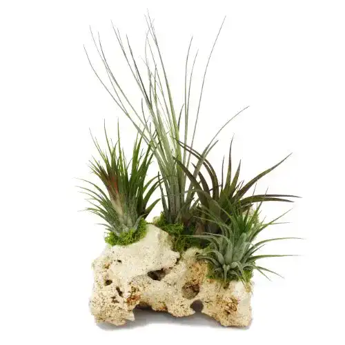 Die beste Tillandsien exotenherz, auf Sansibar-Rock, XXL, 5 Pflanzen 2026 Test Bestseller Tillandsien exotenherz, auf Sansibar-Rock, XXL, 5 Pflanzen