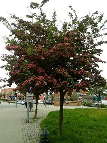 Kugelbaum Pflanzen Böring Rotdorn-Stämmchen, 180-190 cm