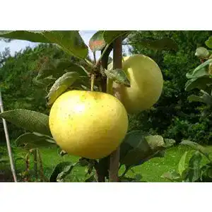 Weißer Klarapfel pille baumschulen Apfelbaum groß alte Sorte